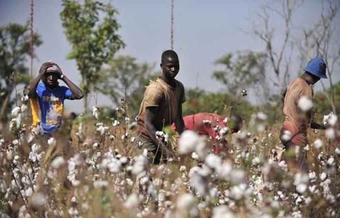 Campagne agricole : Pluies et engrais sous tension