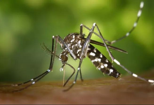 Dengue : 27 cas confirmés, un signal à surveiller